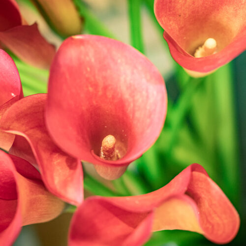 Florists Choice